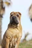 SHAR-PEI 664